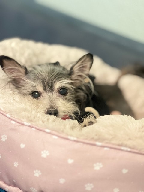 Bella relaxing in hew fluffy new bed she got for Christmas